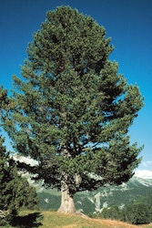 Pinus cembra Sembrafuru