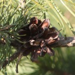 Pinus sylvestris Akershus Furu