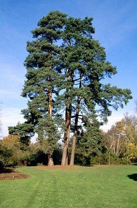 Pinus sylvestris Akershus Furu