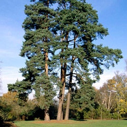 Pinus sylvestris Akershus Furu