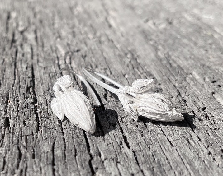 Silverörhängen Blomknopp