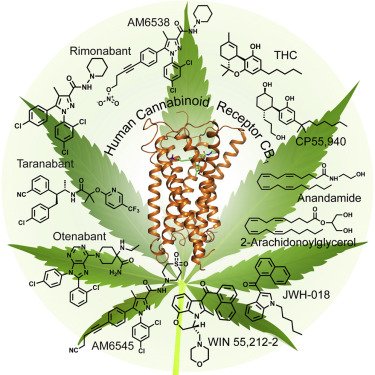 Vad är skillnaden på cannabis och en cannabinoid?
