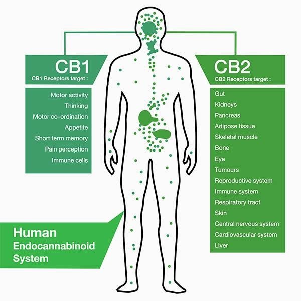 Vad är en cannabis receptor? Vi djupdyker i CB1 & CB2