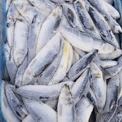 20 kg frossen makrell og sild agn