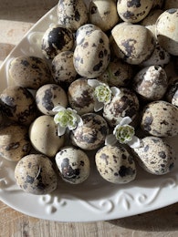 Vaktelägg 12 Pack