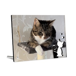 Fotopanel med katt