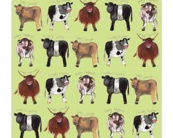 Cows