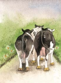 Cows