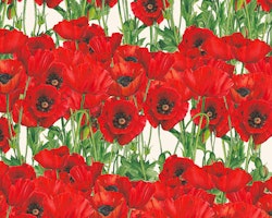 Presentark Poppies