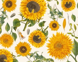 Presentark Sunflowers