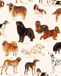 Presentark Dogs