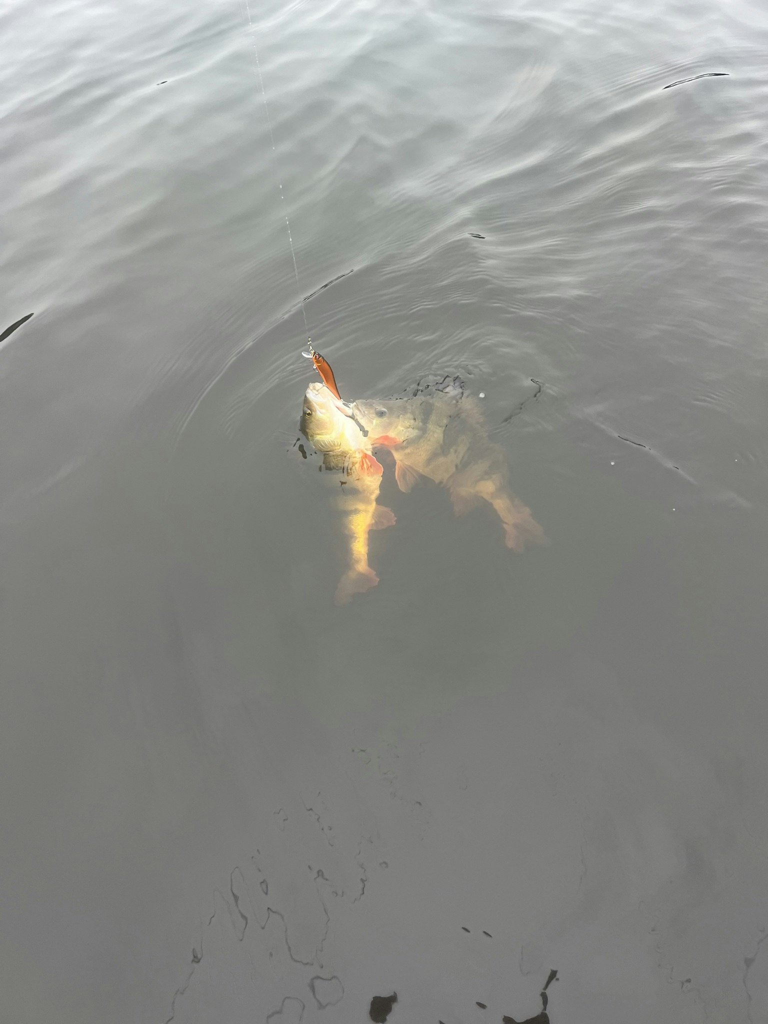 Gäddfiske och Abborrefiske i Oskarshamn