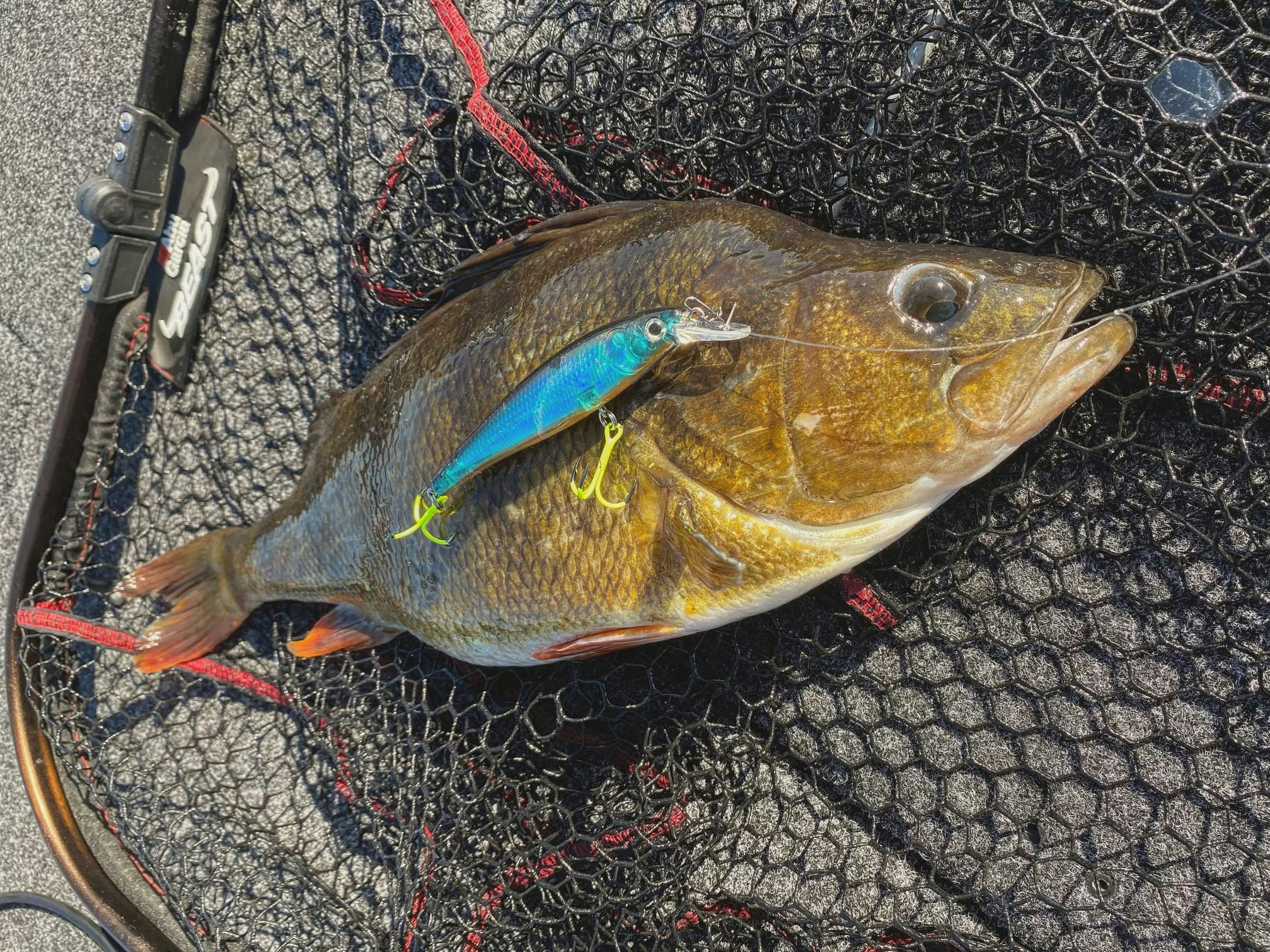 Beastly Minnow