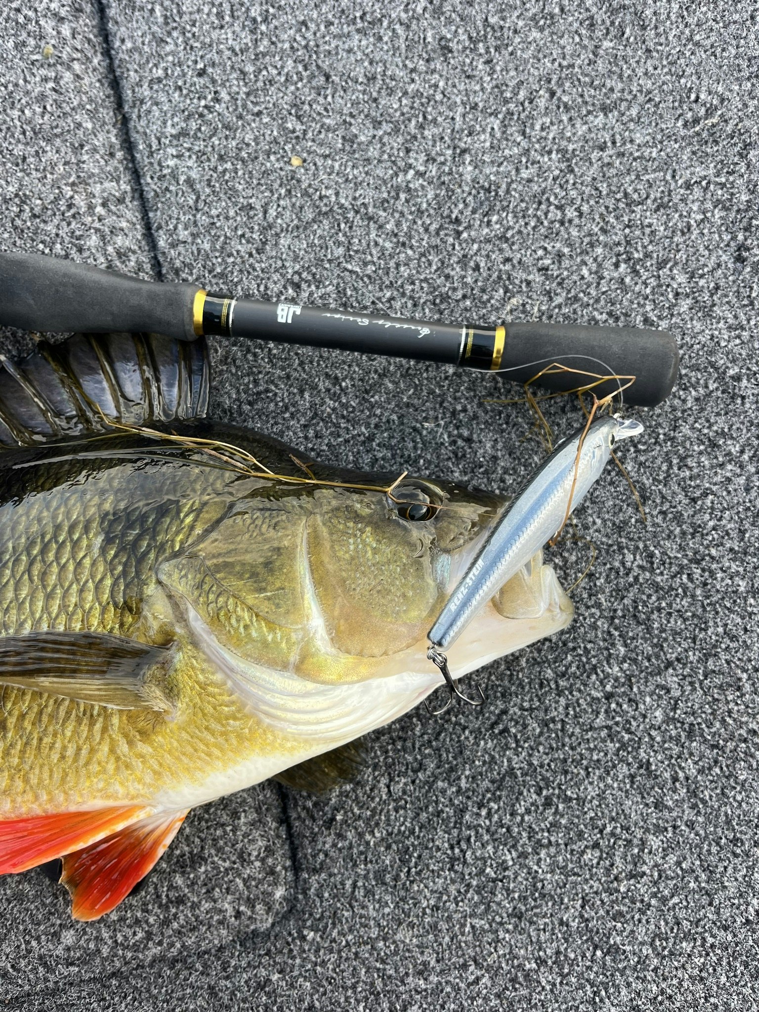 Beastly Minnow