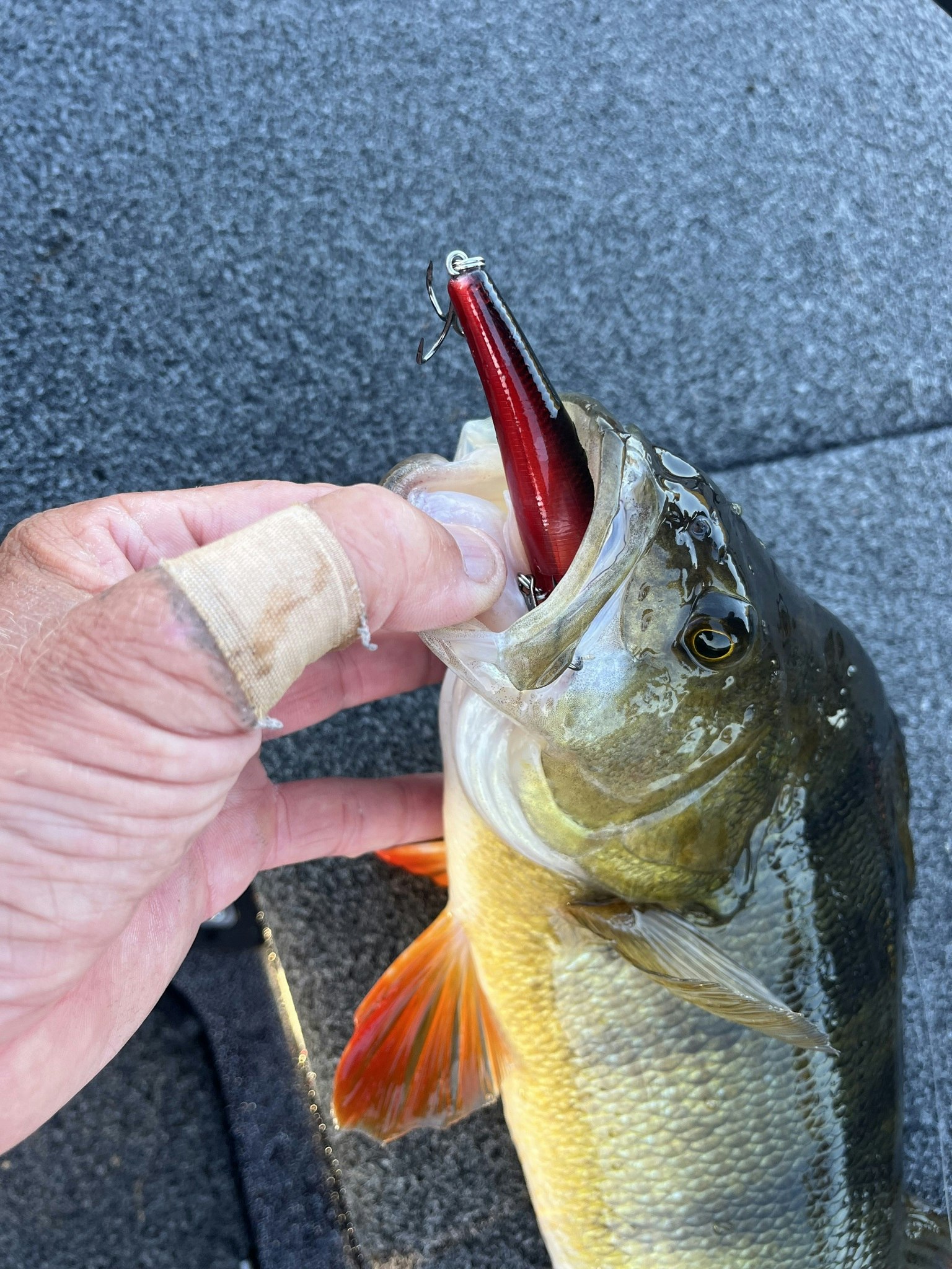 Beastly Minnow