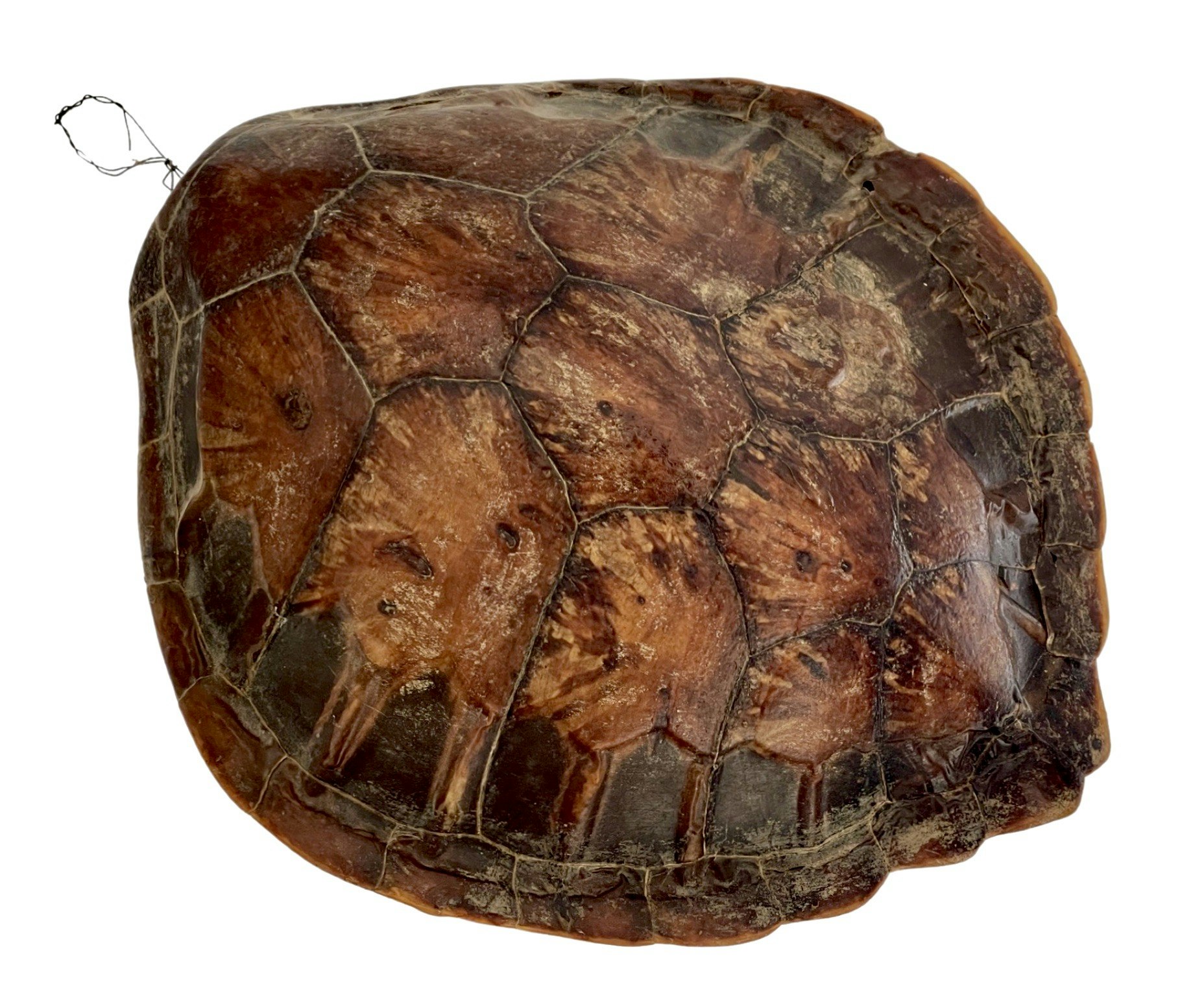 Bouclier Tortue, 19e siècle