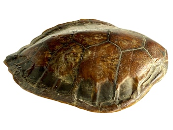 Sköldpadda Sköld, 1800-talet