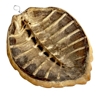 Turtle Shield, 19th century