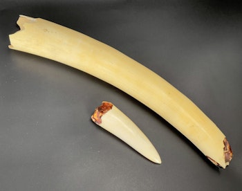 Afrikansk elefant tusk, 1700-talet