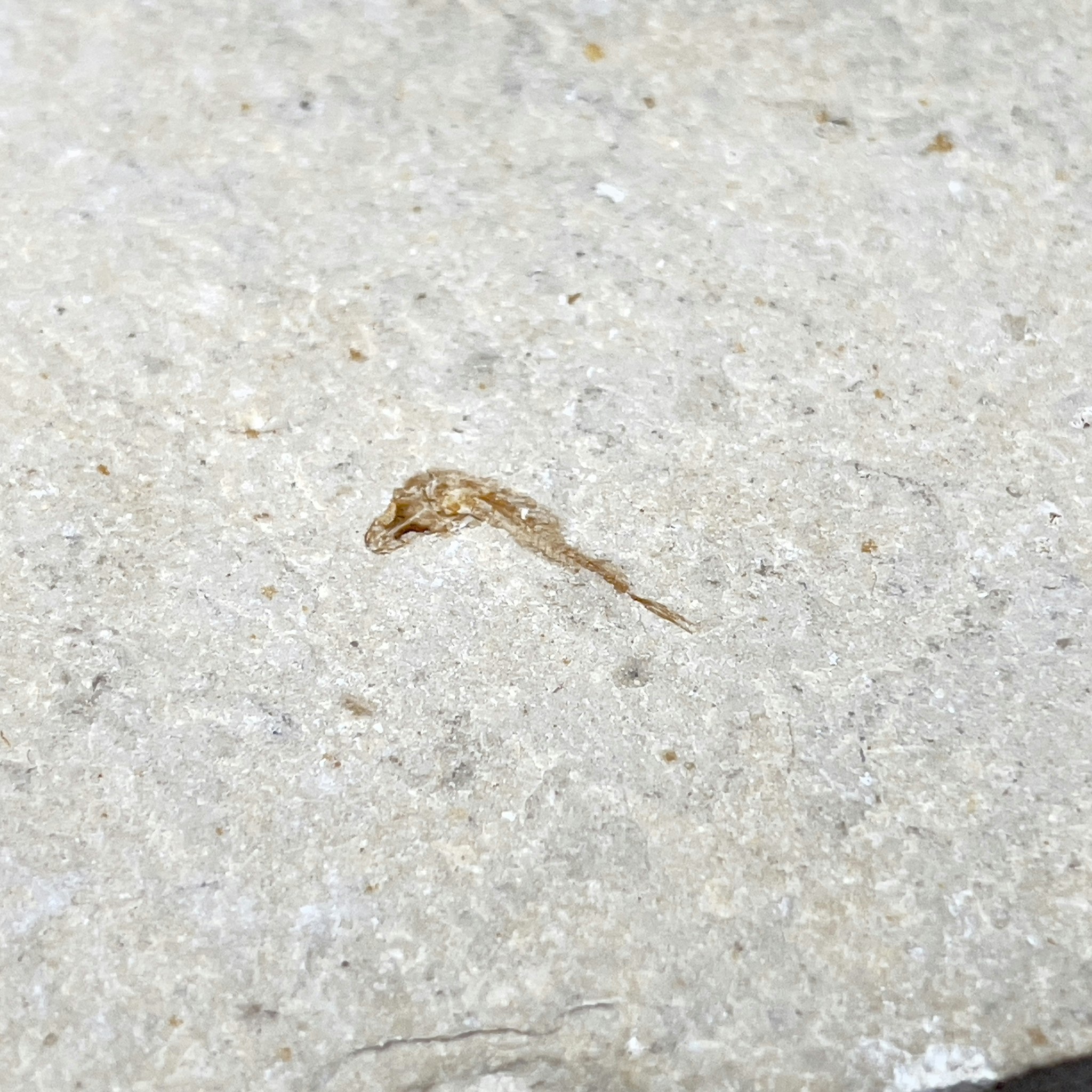 Fossiler Fisch