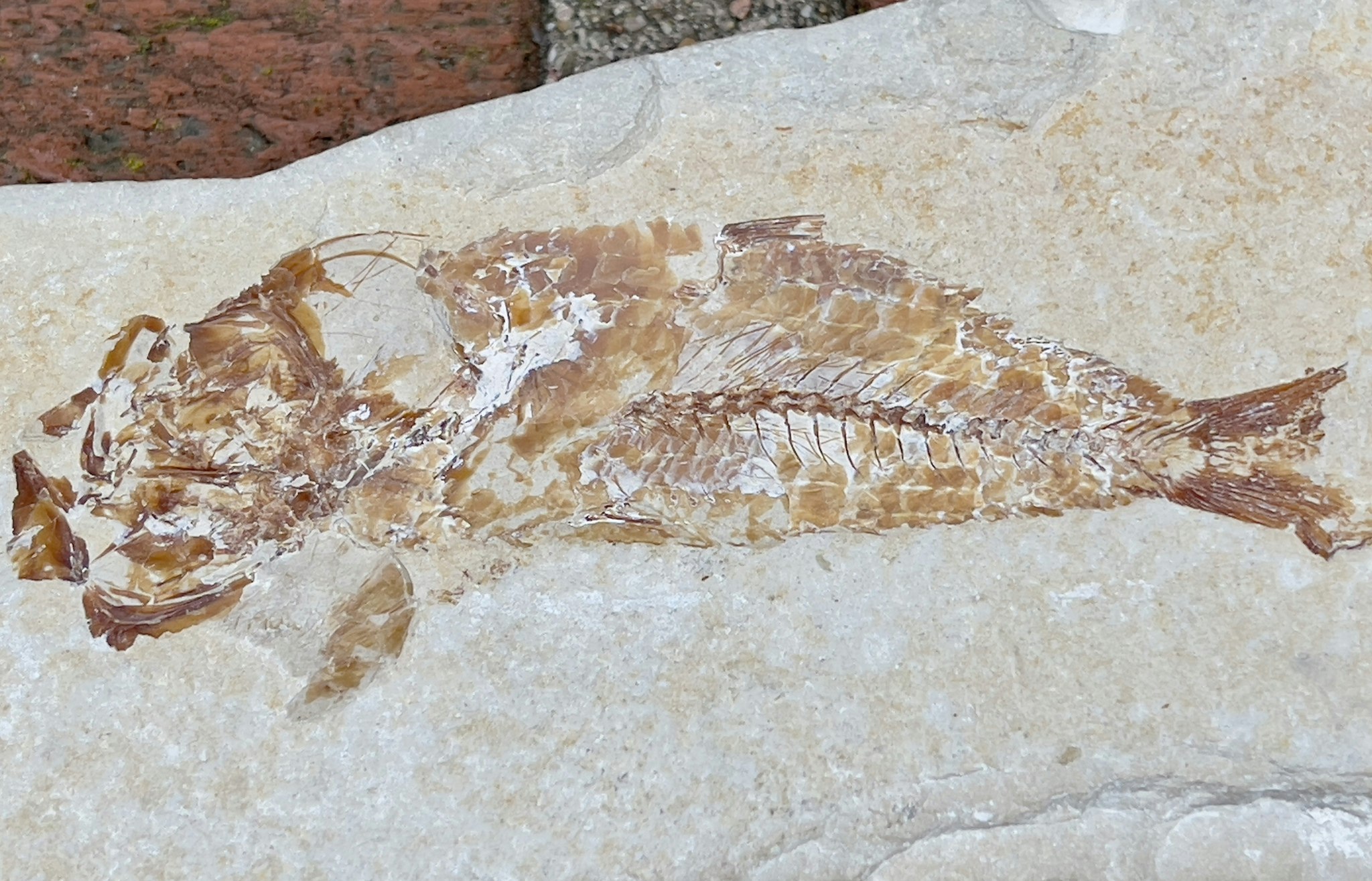 Fossiler Fisch
