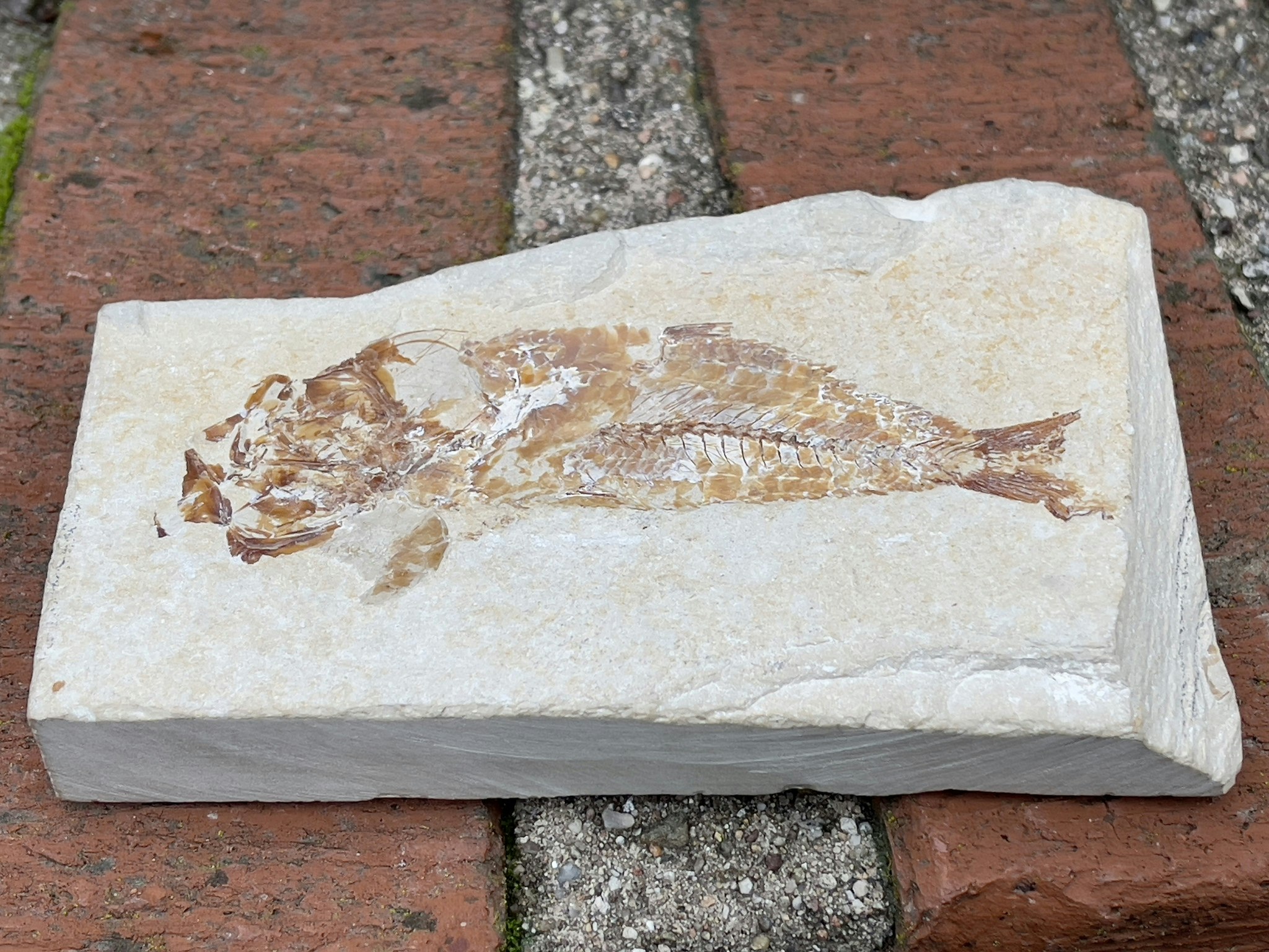 Fossiler Fisch