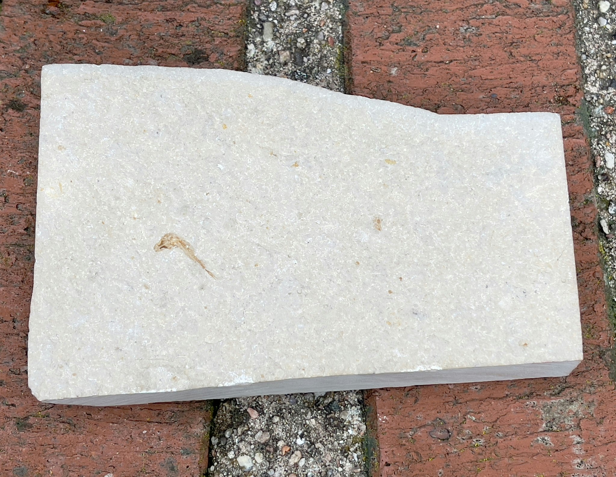 Fossiler Fisch