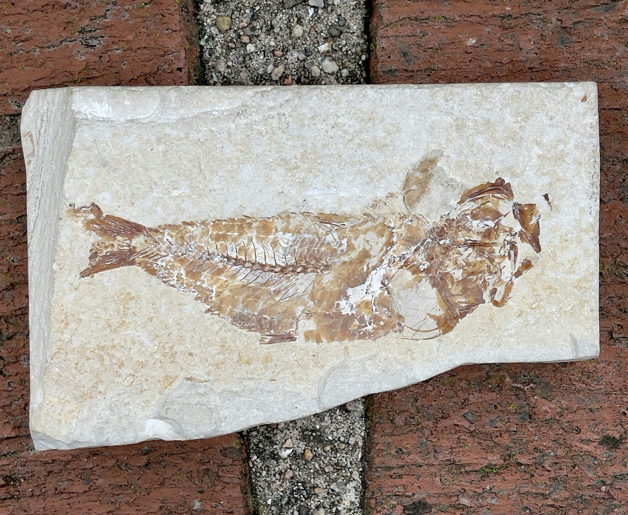 Fossiler Fisch