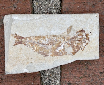 Fossil fisk