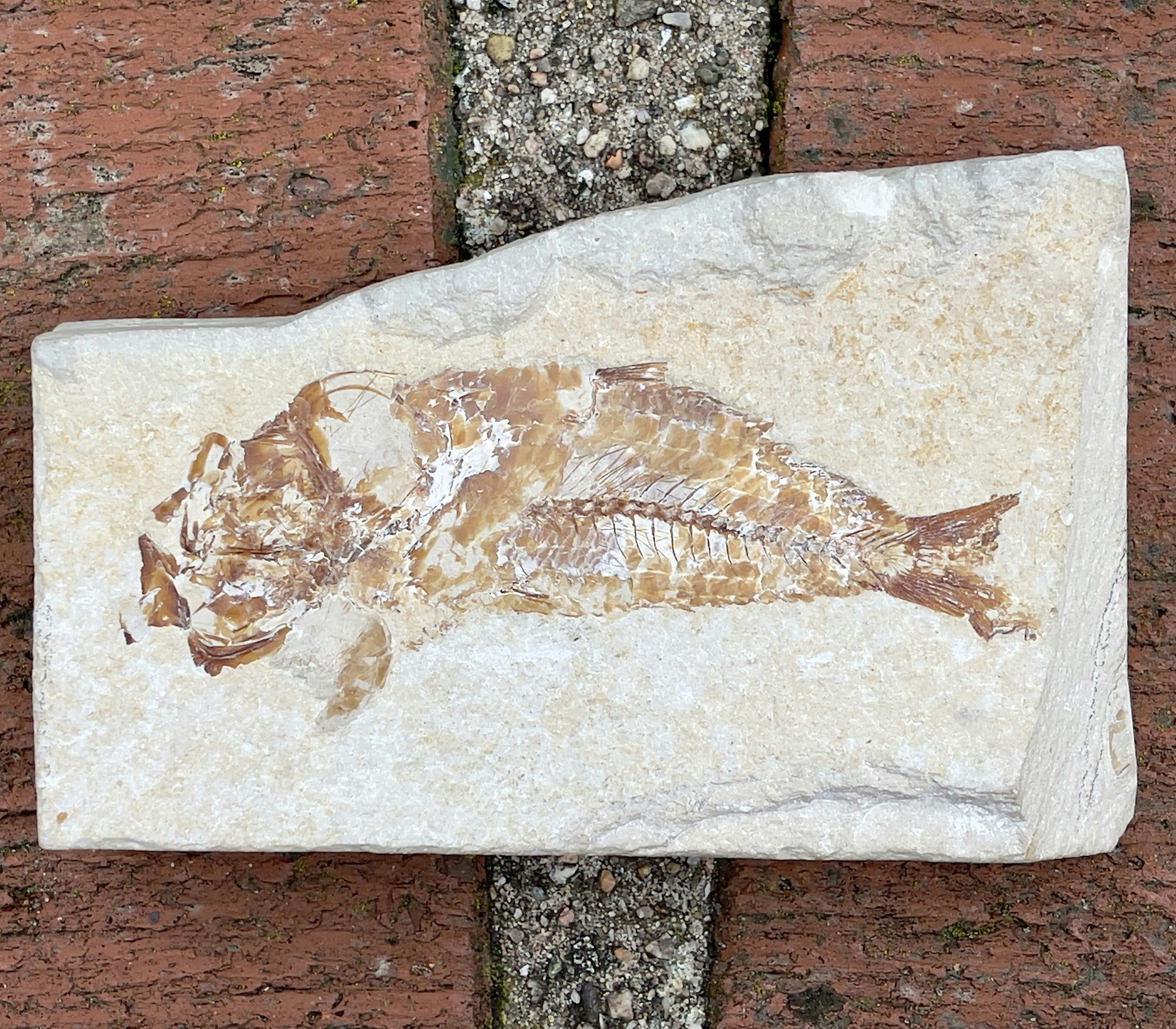 Fossiler Fisch