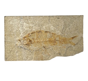 Peces fósiles del Eoceno F Wyoming, EE.UU.