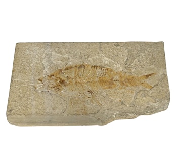 Fossil fisk Eocene F Wyoming, USA