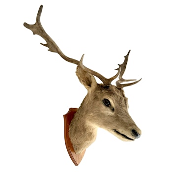 Hunting trophy, Deer Head, stuffed, mounted on wooden plate