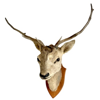 Hunting trophy, Deer Head, stuffed, mounted on wooden plate