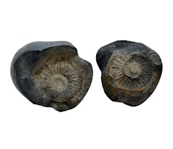 Ammoniter Fossil
