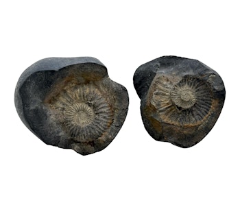 Ammoniter Fossil