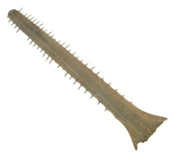 Antik sågfisk Rostrum