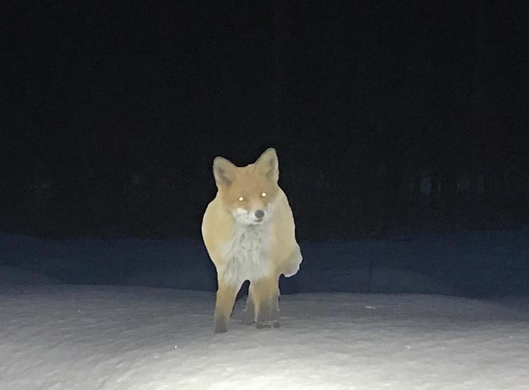 Räv Front Mörkermål