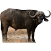 Buffel