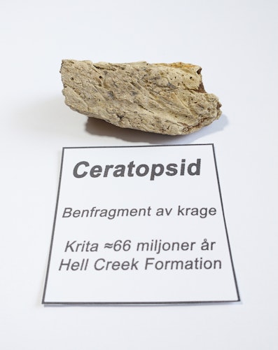 Ceratopsid - Benfragment från kragen på dinosaurien.