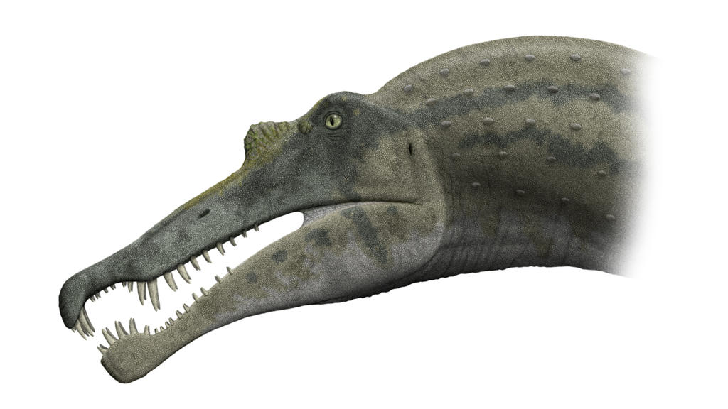 Spinosaurid - Dinosaurietand