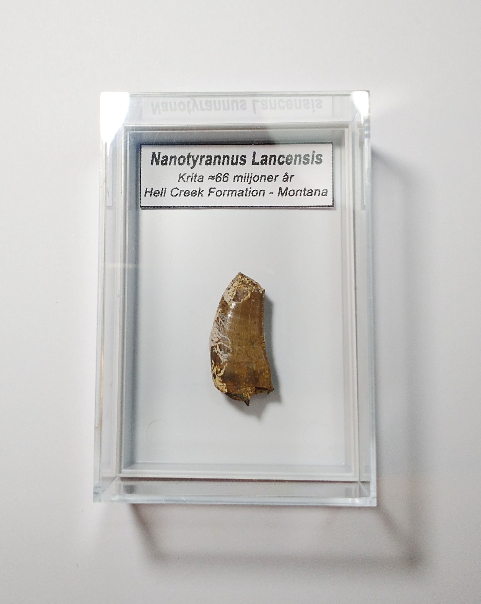 Nanotyrannus Lancensis tand