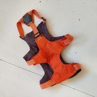Orange hundsele