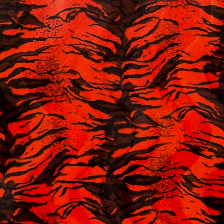 Orange tiger