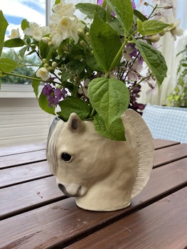 Fjordhäst vas