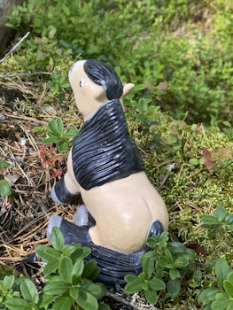 Sittande nordsvensk knubbis