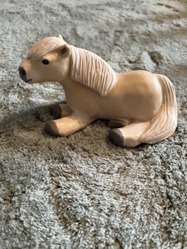 Isabellfärgad knubbis shettis
