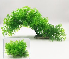 Plastväxt Bacopa 12-21 cm