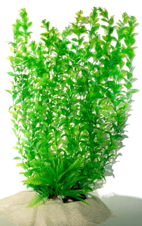 Plastväxt Hygrophila 55 cm