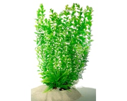 Plastväxt Hygrophila 55 cm